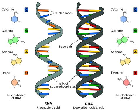 DNA and RNA — Structure & Function - Expii