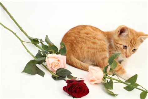 cats, Roses, Kitten, Ginger, Color, Animals Wallpapers HD / Desktop and Mobile Backgrounds