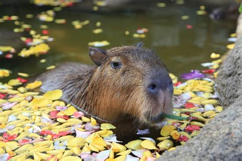 ¿Qué son las capibaras? - Mis Animales