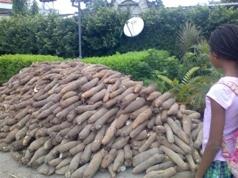 How To Start Yam Farming In Nigeria (Beginners Guide) – Wealth Result