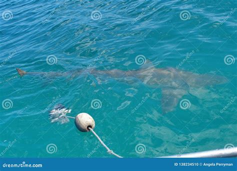 Copper Shark at the Surface Stock Photo - Image of western, coast: 138234510