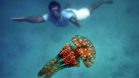 Swimmers, jellyfish interact in Sohoton | Lifestyle.INQ