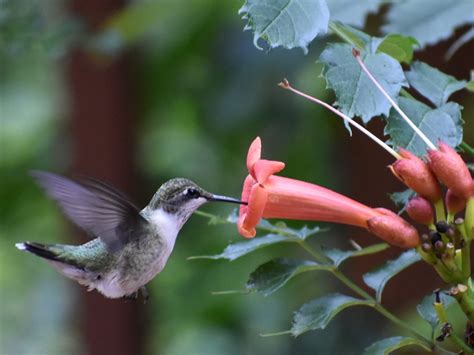 Attracting Birds - Birds and Blooms