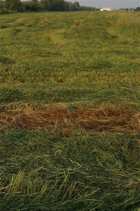 Farm Crop Harvest Free Stock Photo - Public Domain Pictures