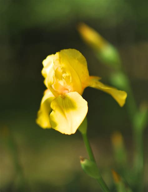 Tennessee State Flower Pictures - FLOWER GARDEN