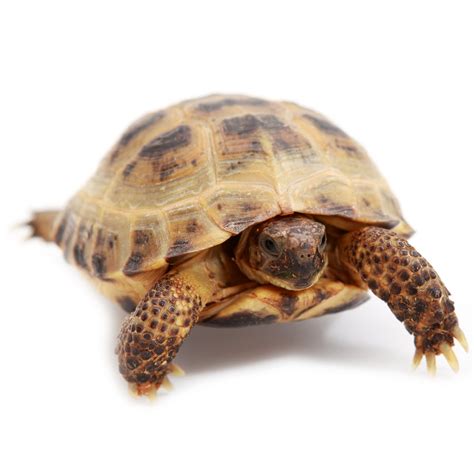 Russian Tortoise For Sale | Petco