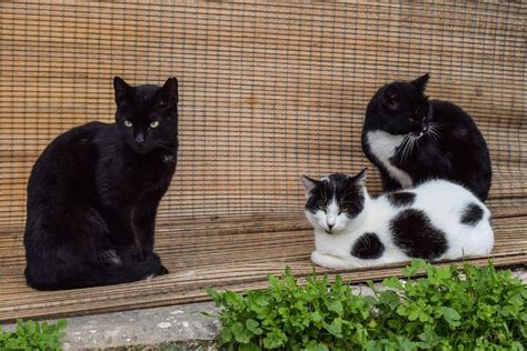 Shelter Volunteer Agrees to Take Care of a Dozen Feral Cats, Ends Up ...