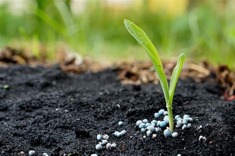 How to choose the right fertilizer for home vegetable gardens