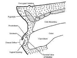 Avian Vent and Cloaca - Anatomy & Physiology - WikiVet English