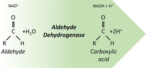 Aldehyde dehydrogenases catalyze the oxidation of an aldehyde to its... | Download Scientific ...