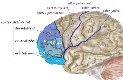 Dorsolateral Prefrontal Cortex — American Brain Stimulation Clinic