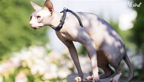 Đầy đủ và chi tiết nhất về mèo Ai Cập /mèo k lông/mèo Sphynx