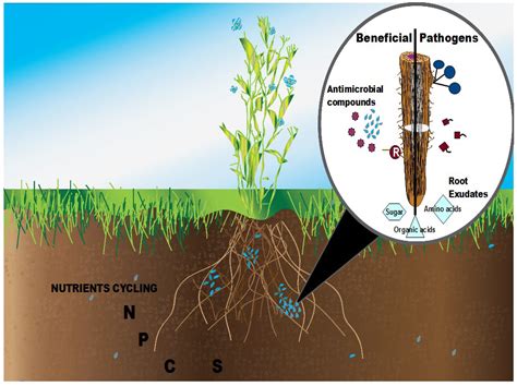 Pin on Soil Food Web