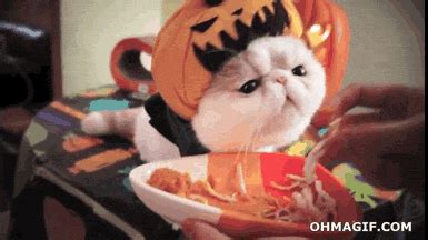 20+ Funny Halloween Pics-Animated Gifs & Wallpapers – EntertainmentMesh