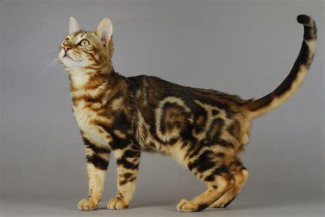 Bengal Cat Marble Images – Browse 582 Stock Photos, Vectors, and Video ...