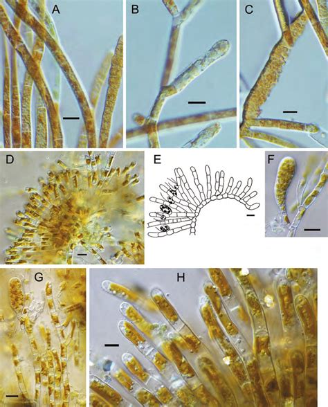 Ectocarpales. Freshwater Ectocarpus siliculosus (in culture) showing ...