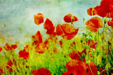 Poppy Fields Painting Free Stock Photo - Public Domain Pictures