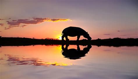 Premium AI Image | Silhouette of a hippo in a lake at sunset