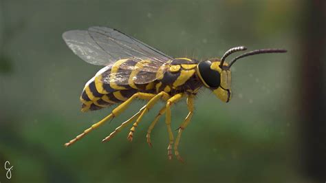 Vespula Squamosa 3D Render, Digital Art by GabrielCasamasso