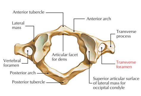 Transverse Foramen/Foramen Transversarium – Earth's Lab