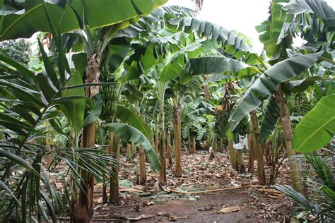 We have a newbie in the Kiva family: MEC Aprovag brings microloans to banana farmers! | Kiva