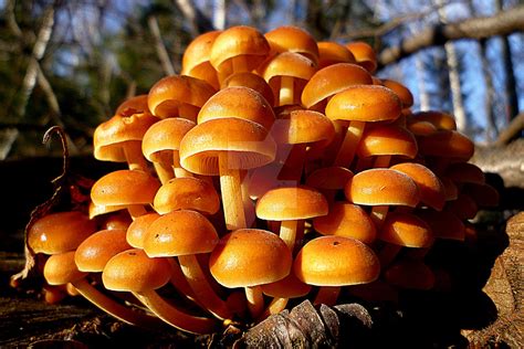 Winter Mushrooms (Flammulina). by SanMartinTxiki on DeviantArt