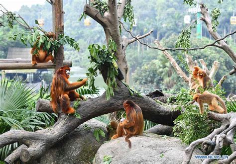 PHOTOS: Newborn Golden Snub-Nosed Monkey Debuts at Guangzhou Zoo – Thatsmags.com