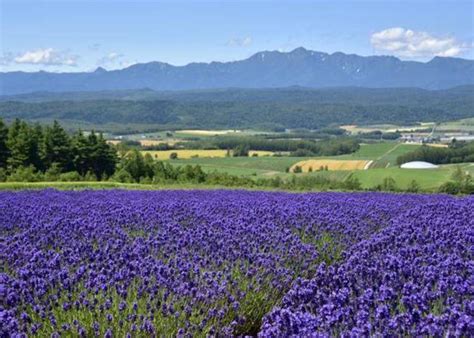 Hokkaido Lavender Fields: 6 Best Places in Furano to See Japan's Dreamiest Purple Meadows | LIVE ...