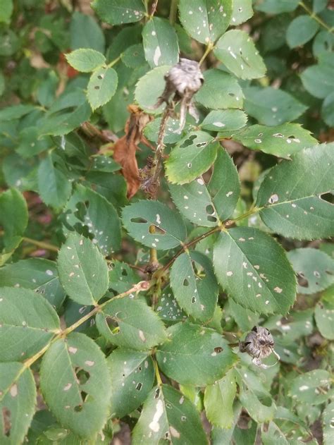 White Spots On Rose Leaves