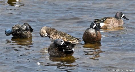 Canaveral National Seashore | WILDLIFE PHOTO GALLERY | Bringing you America, one park at a time