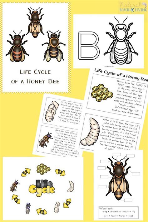 How to make a mason bee habitat perfect life cycle of a bee activities – Artofit