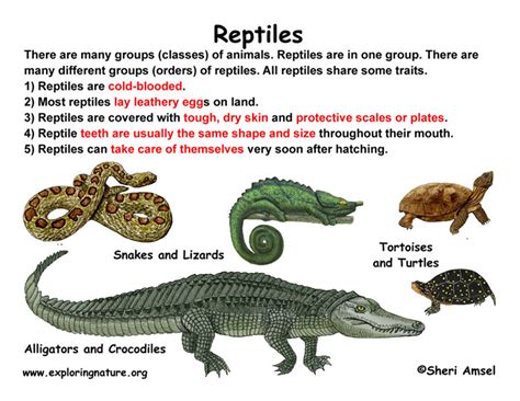 Class - Reptiles (Grade K-3)