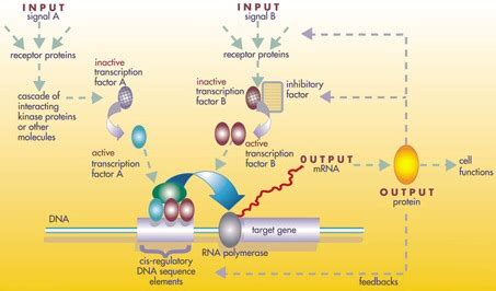 Gene regulatory network - Wikipedia