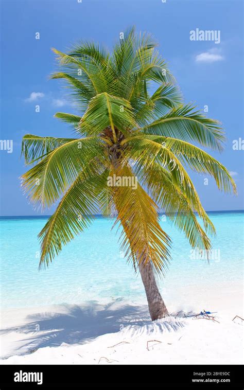 Palm tree on tropical island . Maldives Stock Photo - Alamy