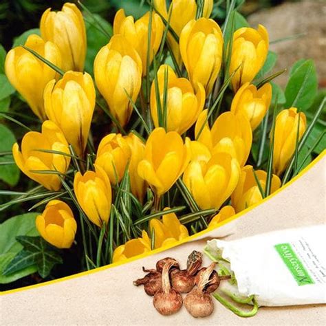 Buy Crocus Flower Bulbs online from Nurserylive at lowest price.