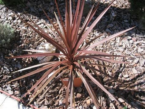 Cordyline Red Star - Hello Hello Plants & Garden Supplies