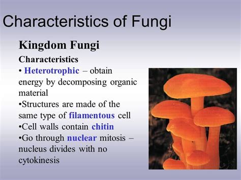 Mycology | Classification of Fungi, Structure, Advantages & disadvantages