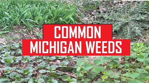 Common Michigan Weeds, Identifying lawn weeds Crabgrass, Dandelion ...