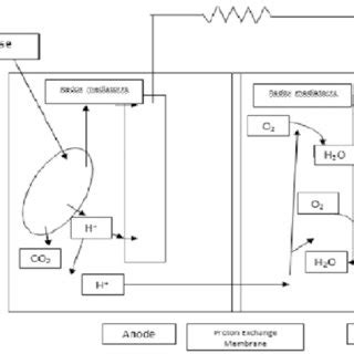 4 Schematic diagram of a microbial fuel cell. | Download Scientific Diagram