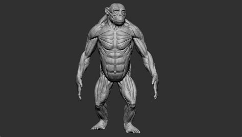 ArtStation - Ape Anatomy