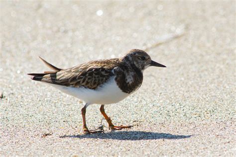 Turnstone Images – Browse 8,211 Stock Photos, Vectors, and Video | Adobe Stock