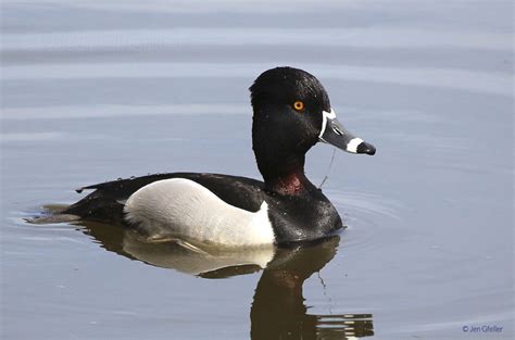 Ring-necked Duck, male breeding plumage – Jen Gfeller Nature Photography