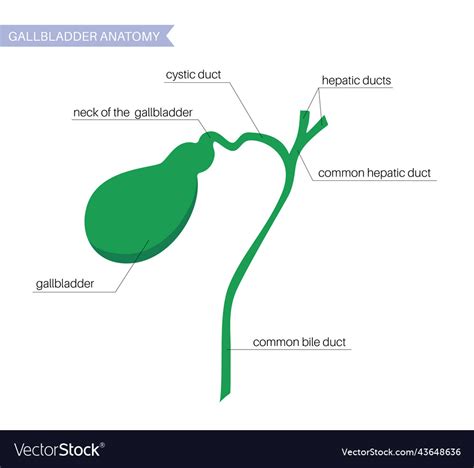 Gallbladder anatomy poster Royalty Free Vector Image