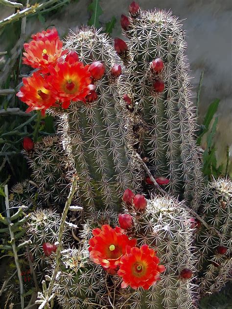 New Mexico cactus Photograph by Kurt Van Wagner - Fine Art America