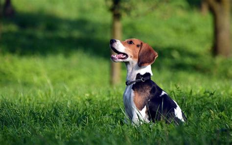 Beagle Puppy Wallpapers - Wallpaper Cave