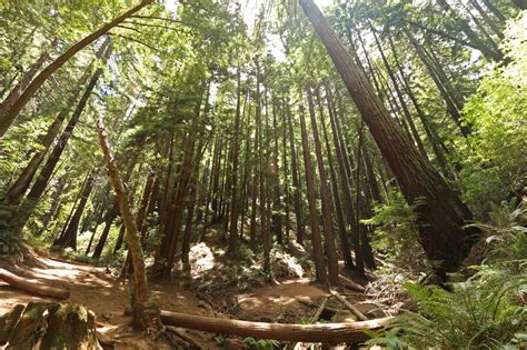 Hikers are stoked about these 5 Bay Area redwood trails | Save the ...