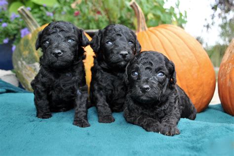 Hypoallergenic Puppies for Sale Near Me - DreamCatcher Hill Puppies and ...