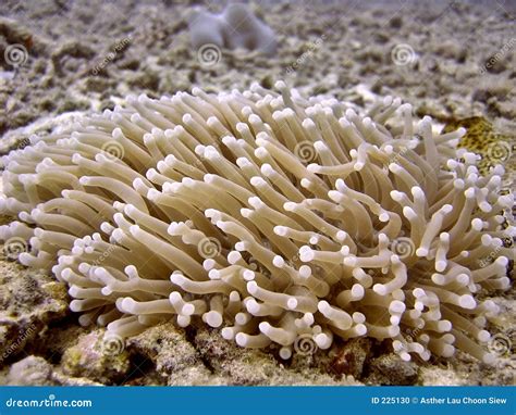 Plants on coral reef stock photo. Image of flora, reef - 225130