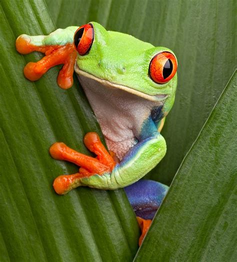 Where Do Tree Frog Live? - AMPHIPEDIA