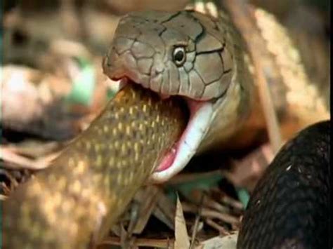 Nature's Perfect Predators - Python. - YouTube